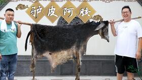 东关吃瓜群众事迹,见证时代变迁的民间传奇