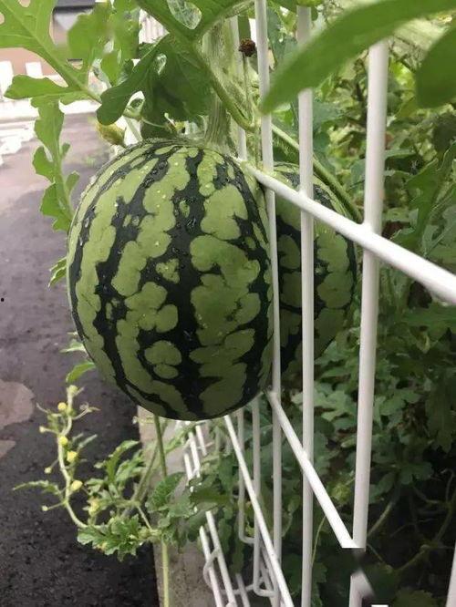 吃货铁瓜,探寻美食世界的铁杆美食家之旅