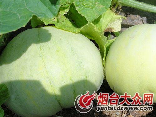 吃货铁瓜,探寻美食世界的铁杆美食家之旅