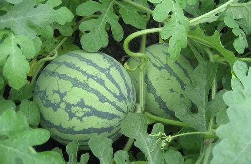 武汉大学吃瓜视频,揭秘校园生活趣味瞬间