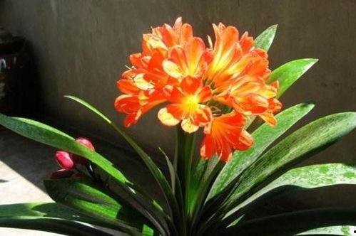 吃瓜君子兰,绿色植物中的“清凉使者”