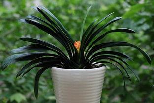 吃瓜君子兰,绿色植物中的“清凉使者”