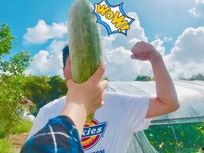 带你吃瓜运动会,揭秘运动会背后的精彩瞬间