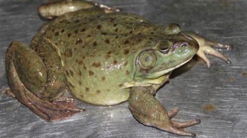 蛙蛙吃瓜图,趣味横生的夏日时光