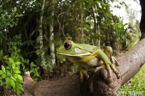 蛙蛙吃瓜图,趣味横生的夏日时光