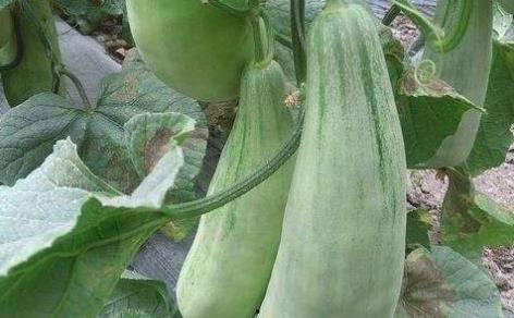 吃瓜古代吃瓜系统,从街头巷尾到宫廷盛宴的瓜文化演变