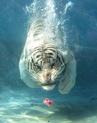 猛虎吃瓜视频最新,揭秘网络热点的背后真相