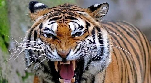 猛虎吃瓜视频最新,揭秘网络热点的背后真相