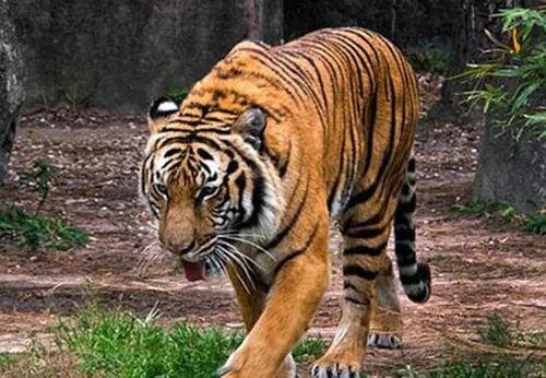 猛虎吃瓜视频最新,揭秘网络热点的背后真相