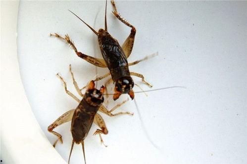 瓜哥吃瓜蛐蛐也疯狂,一场别开生面的夏日盛宴