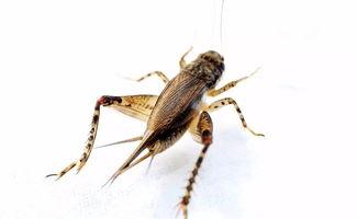 瓜哥吃瓜蛐蛐也疯狂,一场别开生面的夏日盛宴