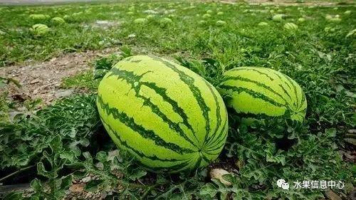 2021吃瓜年,吃瓜群众的狂欢盛宴