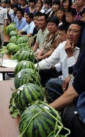 吃瓜事件合肥新闻,揭秘网络舆论的风云变幻