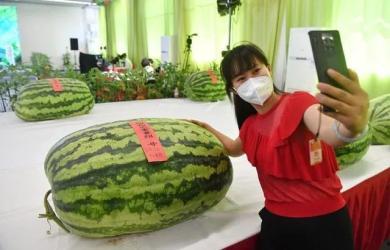 金安区吃瓜群众