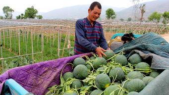 金安区吃瓜群众