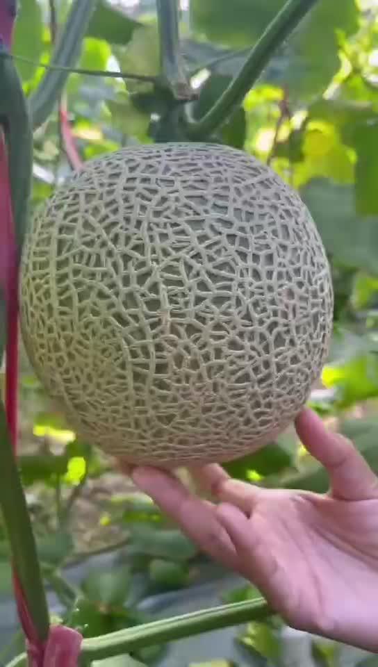 玲珑瓜怎么吃,解锁美味新体验