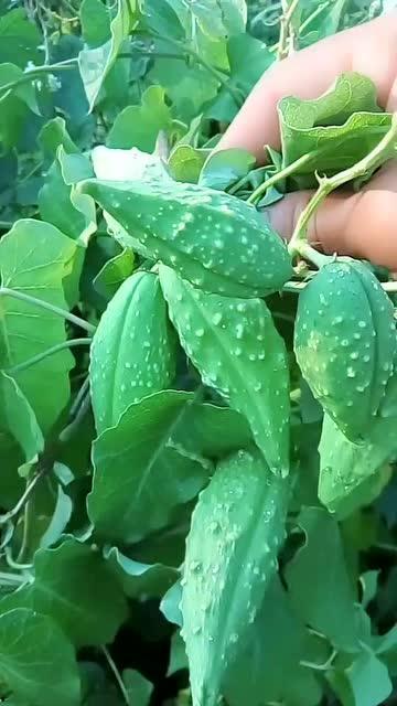 子峰吃瓜,揭秘娱乐圈的甜蜜与苦涩