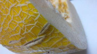 哈密瓜一边坏了可以吃吗,还能安心食用吗？揭秘食品安全之谜