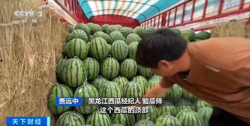 吃瓜不得钱,揭秘网络热议背后的真相