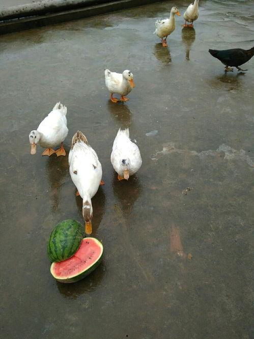 抓鸭子吃瓜,一场欢乐的乡村盛宴