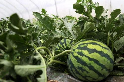 女子路边吃瓜,女子路边悠闲品尝，诠释夏日休闲生活