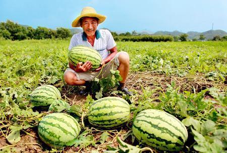 女子路边吃瓜,女子路边悠闲品尝，诠释夏日休闲生活