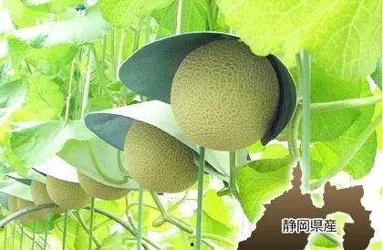 吃瓜群众秒变瓜农,从吃瓜群众到瓜农的华丽转身