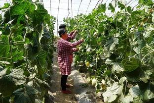 辽瓜视频群众吃瓜,群众吃瓜，欢乐无限