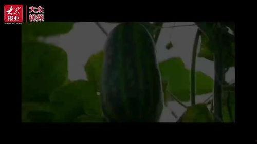 辽瓜视频群众吃瓜,群众吃瓜，欢乐无限