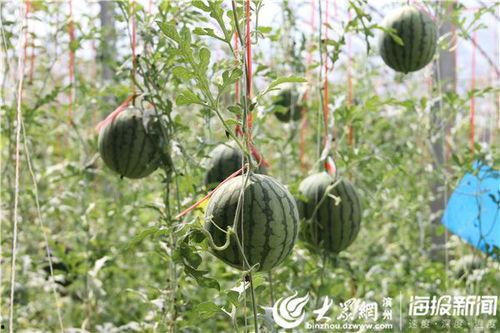 网上最新的吃瓜视频,最新热门事件幕后真相大曝光！