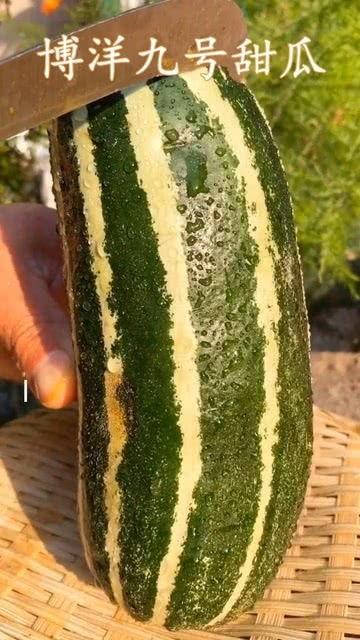 瓜没熟可以吃吗,能否食用？揭秘成熟瓜果的食用标准