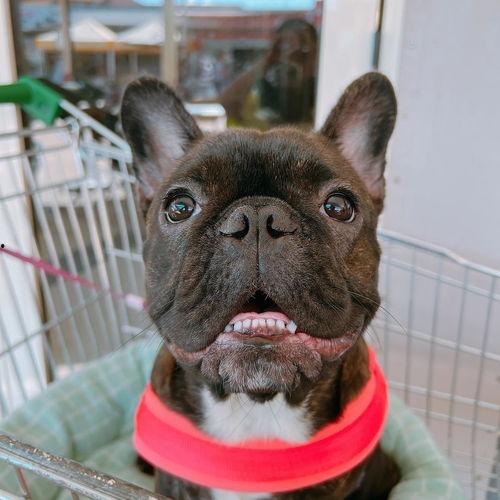 高清头像狗子吃瓜,萌态十足，高清头像诠释宠物日常