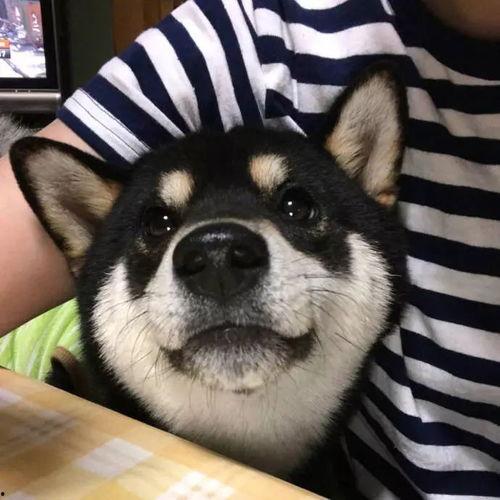 高清头像狗子吃瓜,萌态十足，高清头像诠释宠物日常