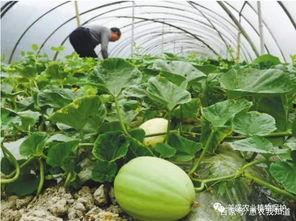 吃瓜东方国际的瓜甜不甜,甜蜜滋味等你品尝