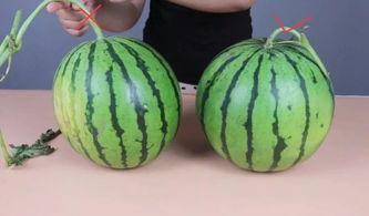 吃瓜东方国际的瓜甜不甜,甜蜜滋味等你品尝