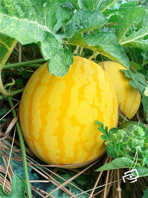 金美人瓜怎么吃,解锁美味新体验