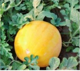 金美人瓜怎么吃,解锁美味新体验