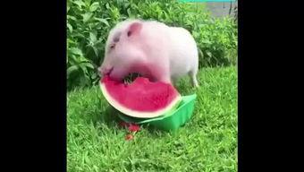 小猪吃瓜摆件,萌趣盎然，家居生活新宠