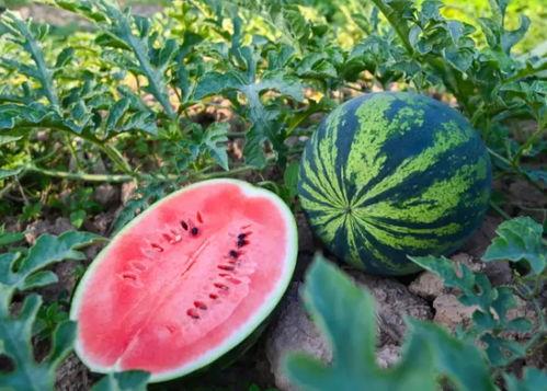 平阳吃6个瓜,品尝6种特色瓜果的夏日盛宴