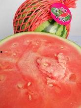 云南吃瓜花季节,春意盎然，瓜果飘香，尽享田园盛宴