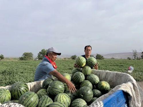 云南吃瓜花季节,春意盎然，瓜果飘香，尽享田园盛宴