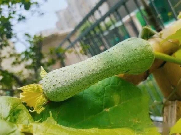 可复美吃瓜,揭秘网红护肤品的真实效果与争议