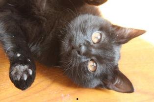 猫可以吃瓜不,瓜果新宠