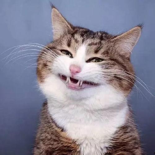 猫可以吃瓜不,瓜果新宠