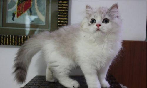 猫可以吃瓜不,瓜果新宠