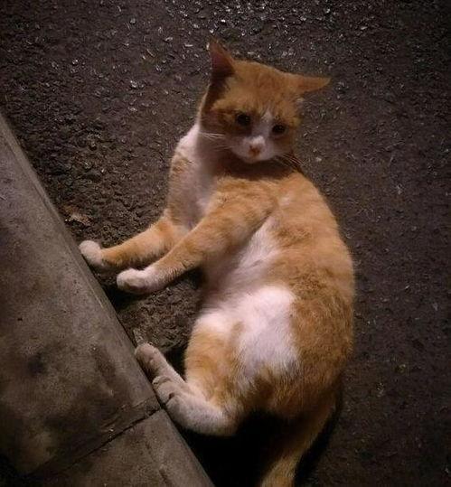 人类吃猫吃瓜,人类饮食文化中的另类探索