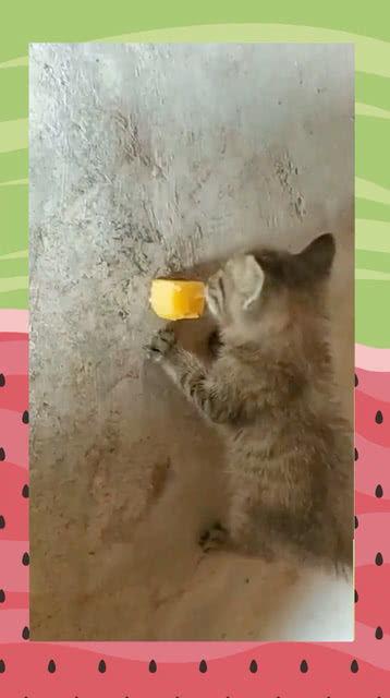 人类吃猫吃瓜,人类饮食文化中的另类探索