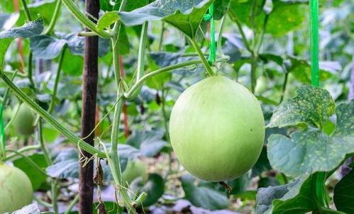 吃瓜咽喉疼图片,揭秘常见原因及缓解方法