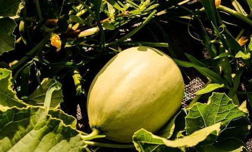 吃瓜咽喉疼图片,揭秘常见原因及缓解方法