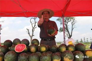 地里吃瓜的快乐,体验地里吃瓜的无限快乐